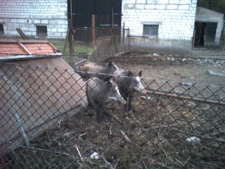 W drodze do Przeczna – I-szy raz coś takiego widziałem, skojarzył mi się z filmem 'Nie ma mocnych' - farbowaną świnią ;-)